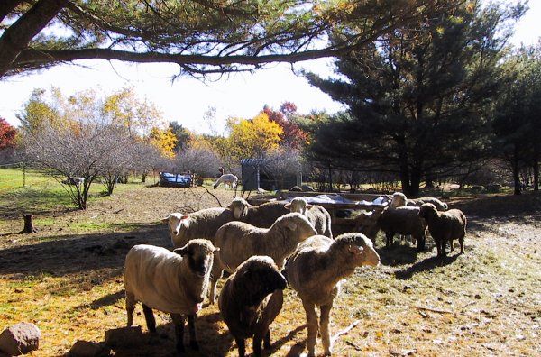 Sheep at Wildflower Farm