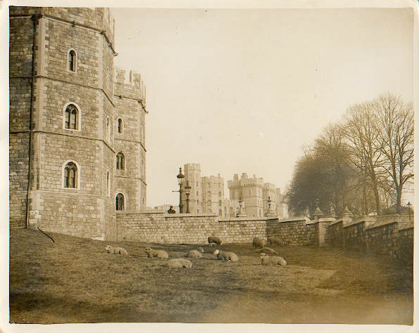 Sheep at Windsor Castle