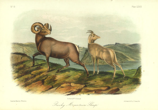 Sheep Audubon Quadruped 73