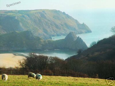 Sheep Before Three Cliffs Gower Swansea