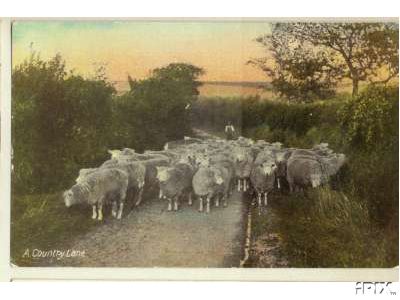 Sheep Being Driven Along Lane