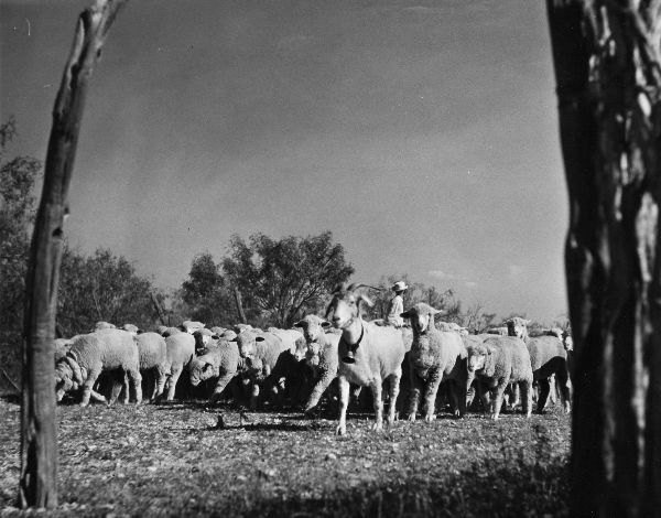 Sheep Being Led By a Goat with a Bell