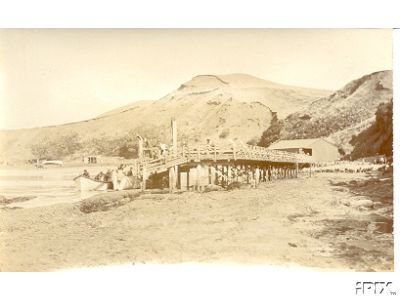 Sheep Being Loaded Onto Boats in Nz