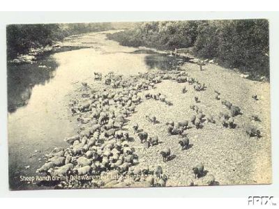 Sheep Beside Still Waters in Ny