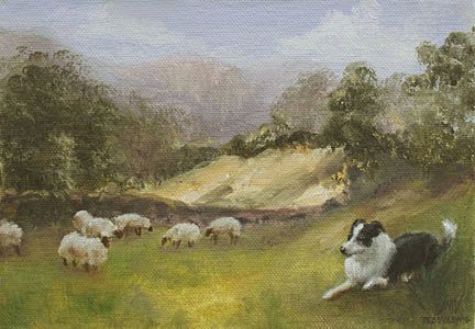 Sheep Border Collie Dog
