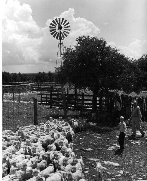 Sheep Breeding Farming Landers 1Ranch Texas Photo 1950