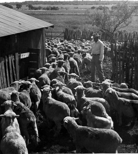 Sheep Breeding Farming Landers Ranch Texas Photo 1950
