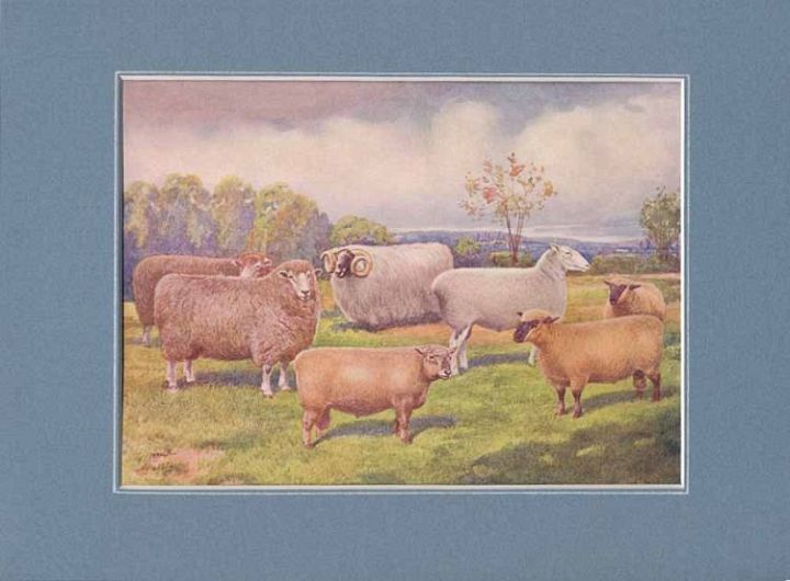 Sheep Breeds