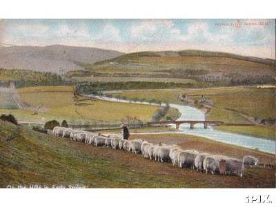 Sheep By a River