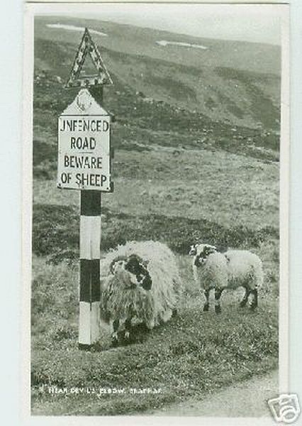 Sheep By Beware Sign