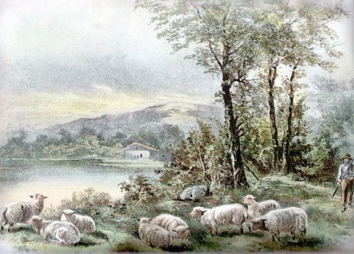 Sheep By Lake