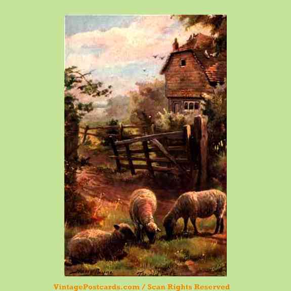 Sheep By Old Farm Gate