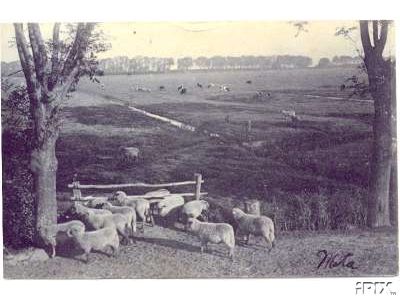 Sheep By the Gate