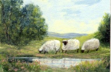 Sheep By the Pond
