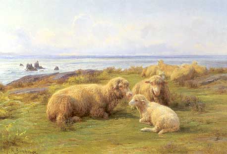 Sheep By the Sea3