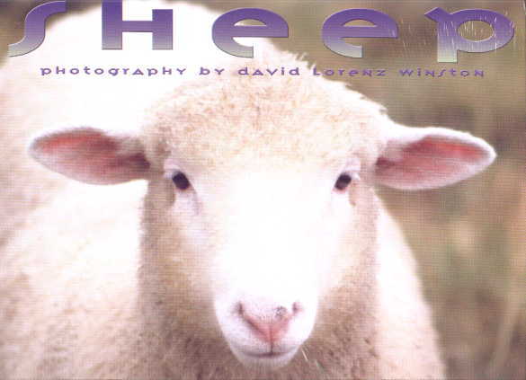 Sheep Calendar Cover