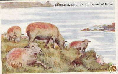 Sheep Colored By Devon Soil