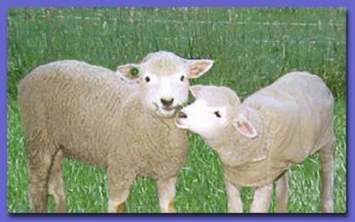 Sheep Corriedale Kisses