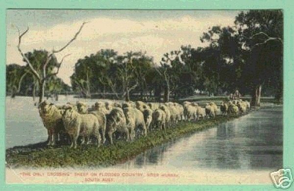 Sheep Crossing