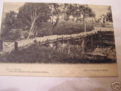Sheep Crossing Bridge in Australia