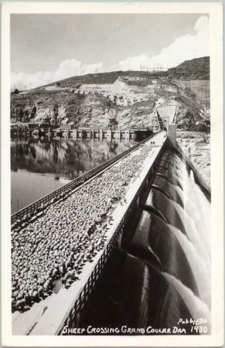 Sheep Crossing Grand Coulee Dam