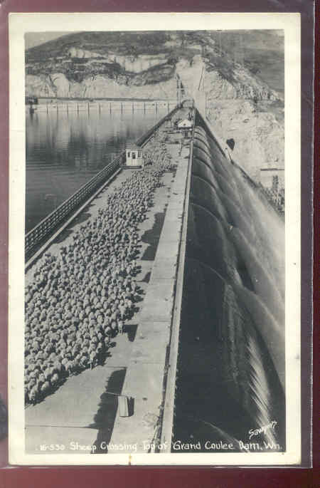 Sheep Crossing Grand Coulee Dam 2