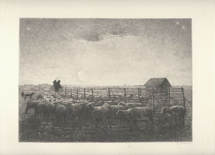 Sheep Damman Aft Millet Antique Print Etching