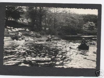 Sheep Dipping Cenarth in River Coracles