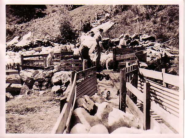 Sheep Dipping in Wales