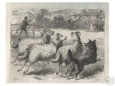 Sheep Dog Trials