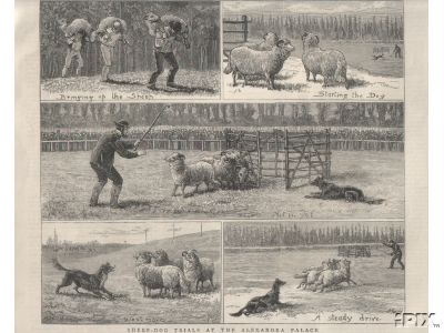 Sheep Dog Trials B