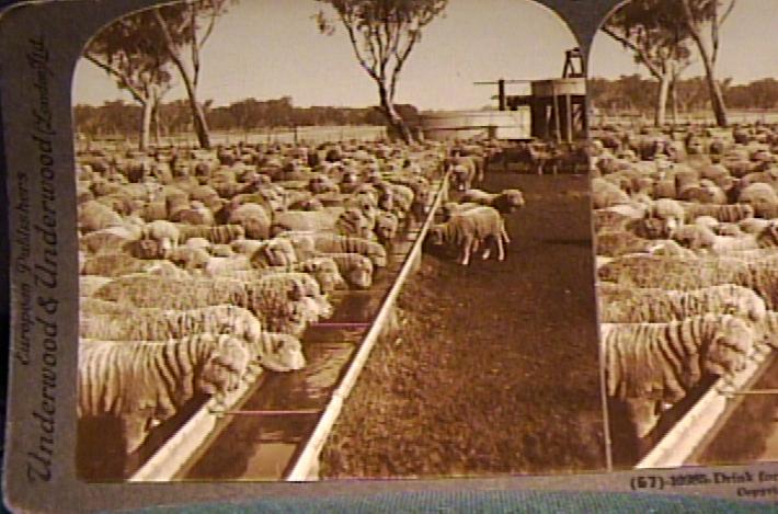 Sheep Drinking at the Bore Head