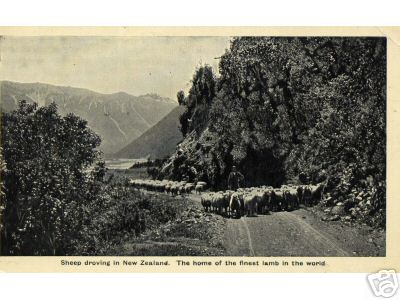 Sheep Droving in New Zealand