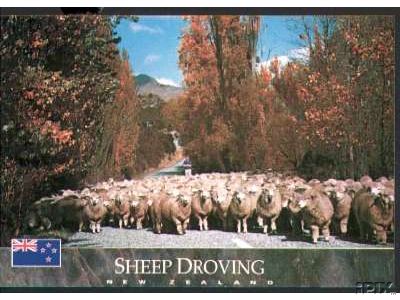 Sheep Droving in Nsw