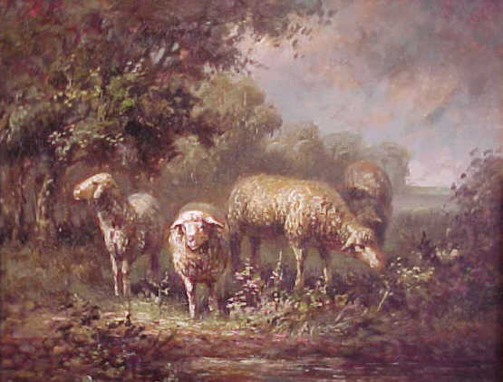 Sheep Eating