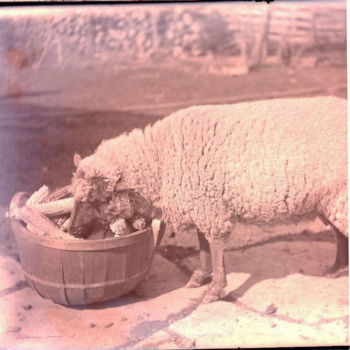 Sheep Eating Corn