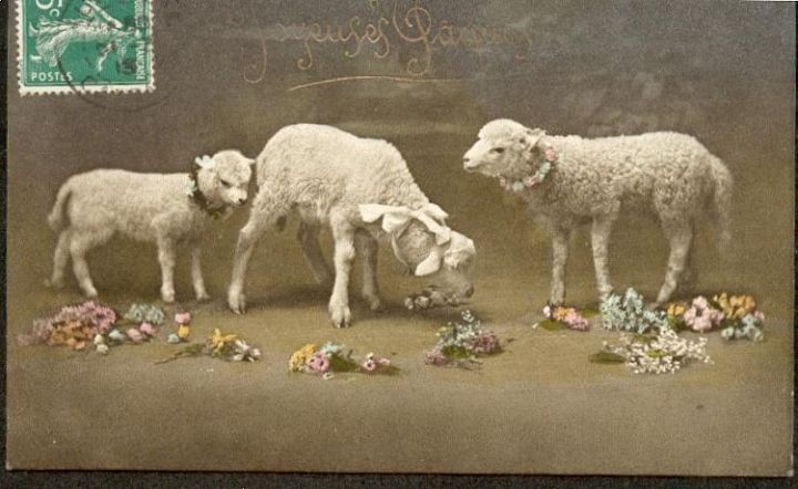 Sheep Eating Flowers