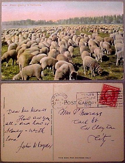 Sheep Eating in Ca