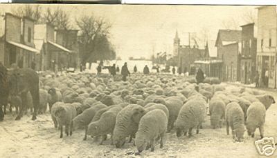Sheep Eating on Main Street