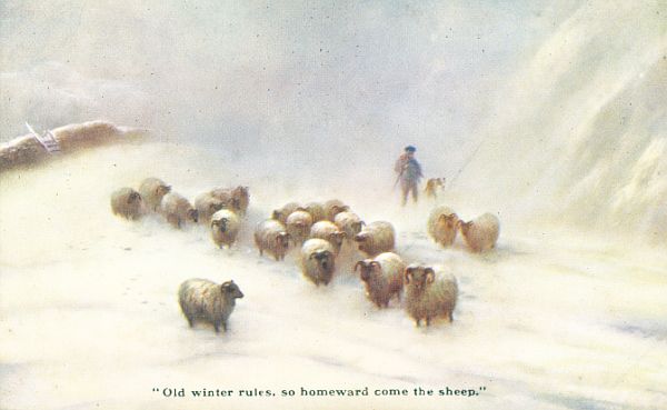 Sheep Edwardian Postcard Homeward in Snow C1905