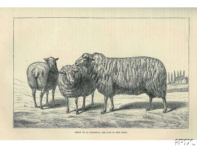 Sheep Engraving1