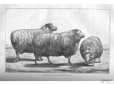 Sheep Engraving2