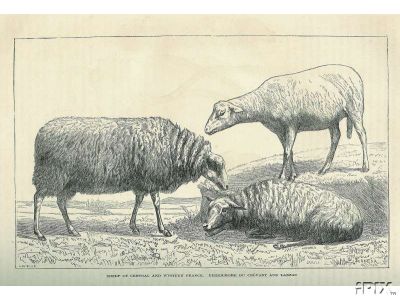 Sheep Engraving3