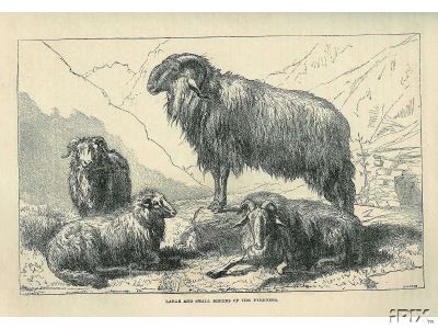 Sheep Engraving4