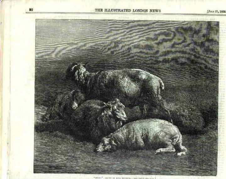 Sheep Engraving 1