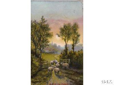 Sheep Entering Pasture