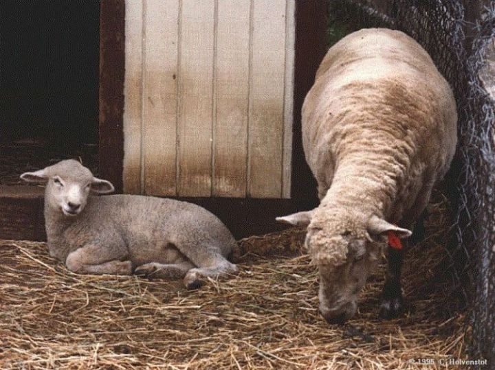 Sheep Ewe and Lamb in Barnyard