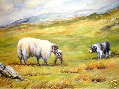 Sheep Ewe Lamb Dog