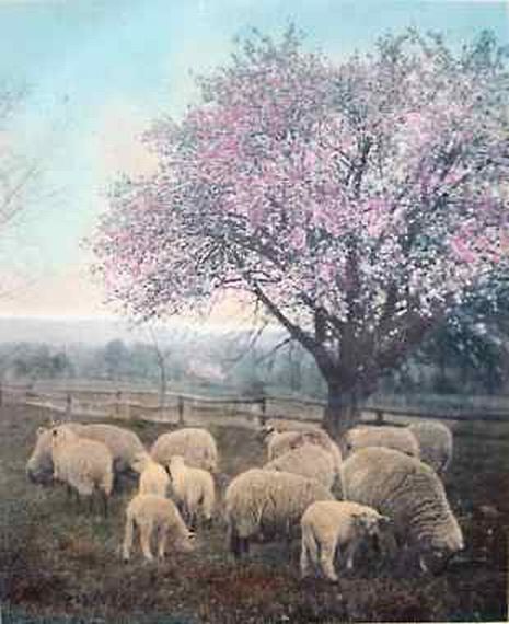 Sheep Ewes and Lambs in Spring