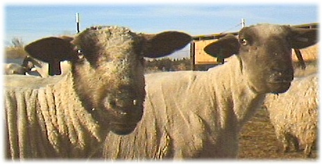 Sheep Ewes Named Belinda and Iris